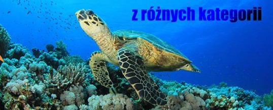 Bogaty zbiór grafik